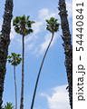 椰子の木 54440841