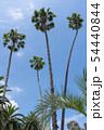 ヤシの木 54440844