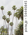 ヤシの木 54440845