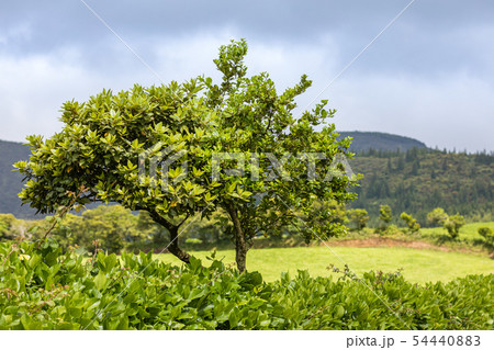 Meadows and pastures in the mountains of Sao 54440883
