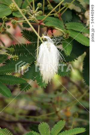 シロバナネムノキ 54440949