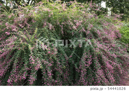 長居植物園のハギの花 54441026