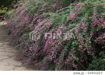 長居植物園のハギの花 54441027