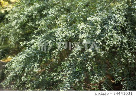 長居植物園のハギの花 54441031