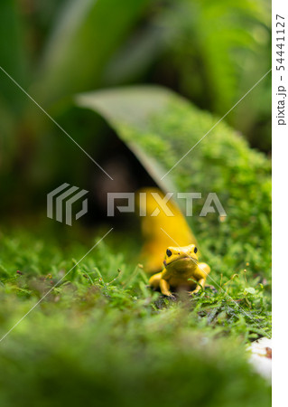 Close up of yellow poison frog, dartfrog 54441127