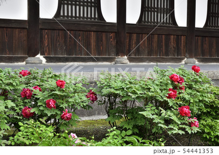 建仁寺　法堂　牡丹 54441353