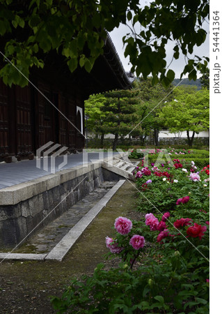 建仁寺 法堂 牡丹 建仁寺 法堂 牡丹 54441364