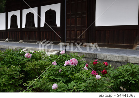 建仁寺 法堂 牡丹 建仁寺 法堂 牡丹 54441365