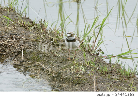 コチドリ 54441368