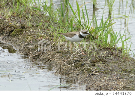 コチドリ コチドリ 54441370