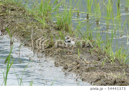 コチドリ コチドリ 54441373