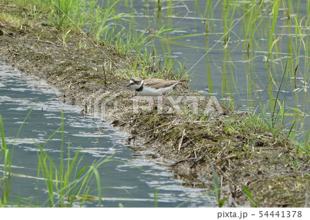 コチドリ コチドリ 54441378