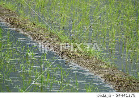 コチドリ 54441379