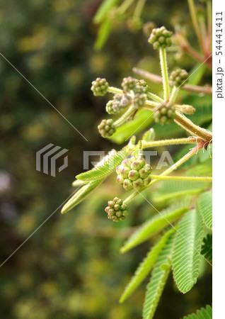 シロバナネムノキの蕾 シロバナネムノキの蕾 54441411