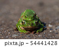 カエルの交尾 54441428