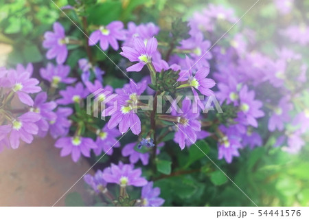 ブルーファンフラワーの花 54441576