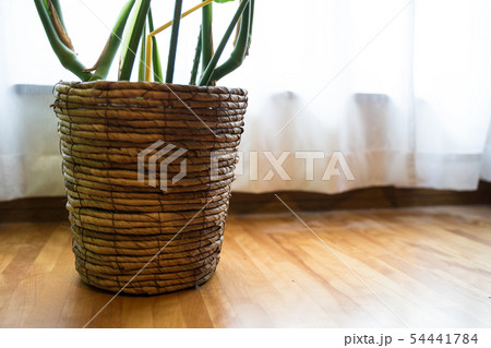 観葉植物　窓際　モンステラ　Foliage plant　Monstera 54441784