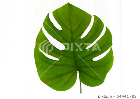 観葉植物 モンステラ 一枚 Foliage plant Monstera one 観葉植物 モンステラ 一枚 Foliage plant Monstera one 54441785