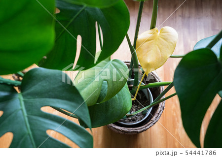 観葉植物 モンステラ 変色 黄色 Foliage plant 観葉植物 モンステラ 変色 黄色 Foliage plant 54441786