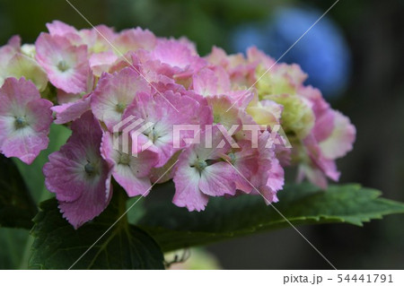 ピンク色のアジサイ 54441791