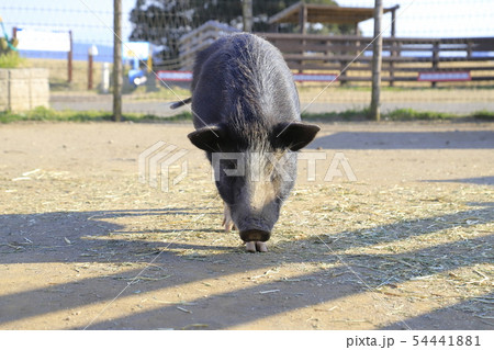 マザー牧場　ぶた 54441881