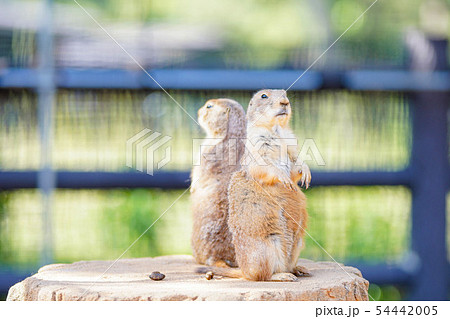 プレーリードッグ プレーリードッグ 54442005