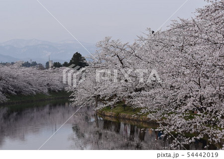 桜 54442019