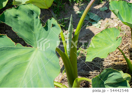 里芋の栽培の写真素材