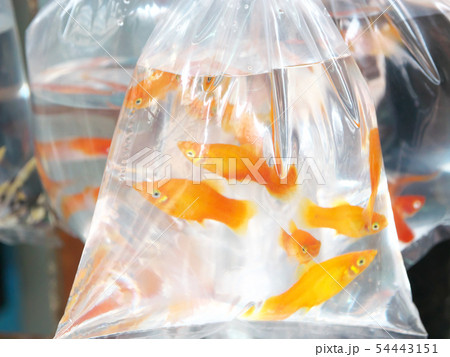 中華人民共和国、香港特別行政区/旺角-金魚街 54443151