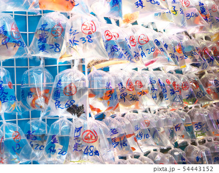 中華人民共和国、香港特別行政区/旺角-金魚街 54443152