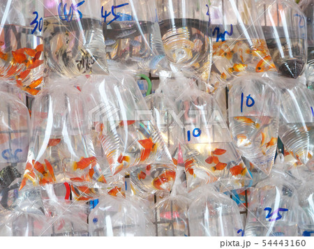 中華人民共和国、香港特別行政区/旺角-金魚街 54443160