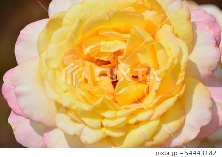 季節の花 54443182