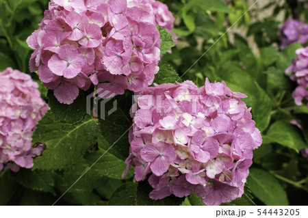 安養寺 雨の紫陽花 岡山県倉敷市浅原の写真素材