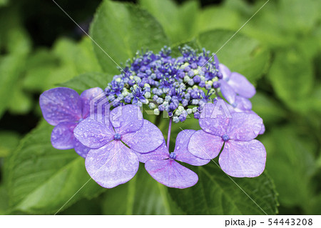 安養寺 雨の紫陽花 岡山県倉敷市浅原の写真素材