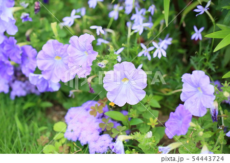 ペチュニアの花 54443724