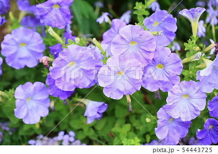 ペチュニアの花 54443725