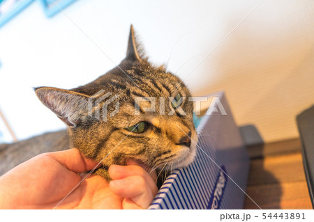 猫 撫でる かわいい 猫 撫でる かわいい 54443891