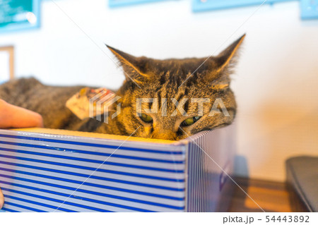 猫 遊んでくれない かわいい 猫 遊んでくれない かわいい 54443892