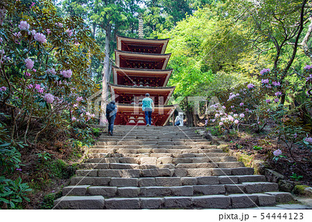 奈良県 女人高野 新緑の室生寺 五重の塔としゃくなげ 奈良県 女人高野 新緑の室生寺 五重の塔としゃくなげ 54444123