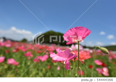 ポピー1526 54444366