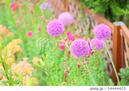 アリュウムギガンチュウムの花 54444423