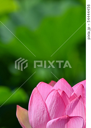 ハスの花 大賀ハス 古代ハス ハスの花 大賀ハス 古代ハス 54444456