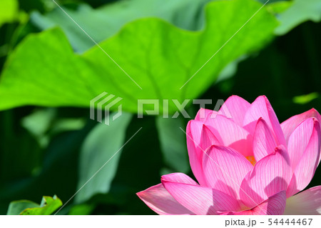 ハスの花 大賀ハス 古代ハス ハスの花 大賀ハス 古代ハス 54444467