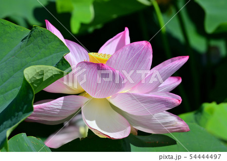 ハスの花　大賀ハス　古代ハス 54444497