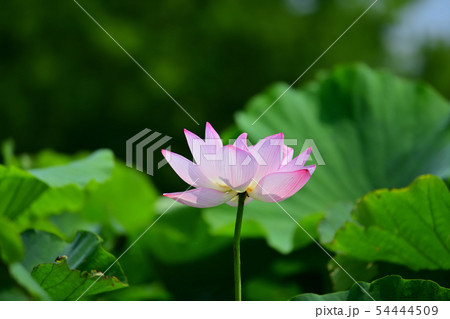 ハスの花　大賀ハス　古代ハス 54444509