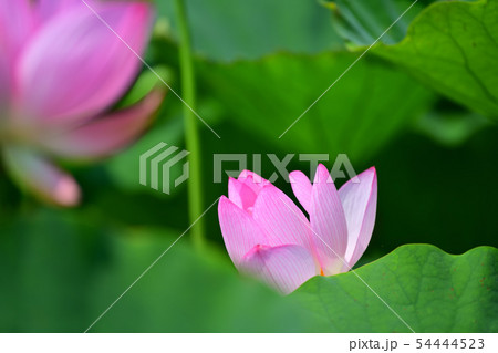 ハスの花 大賀ハス 古代ハス ハスの花 大賀ハス 古代ハス 54444523