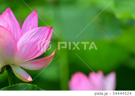 ハスの花 大賀ハス 古代ハス ハスの花 大賀ハス 古代ハス 54444524