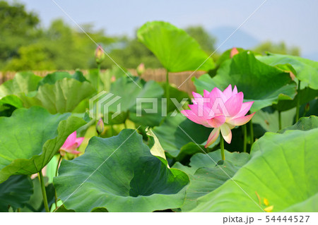 ハスの花 大賀ハス 古代ハス ハスの花 大賀ハス 古代ハス 54444527
