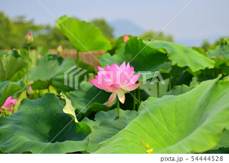 ハスの花　大賀ハス　古代ハス 54444528