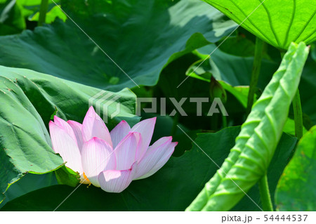 ハスの花 大賀ハス 古代ハス ハスの花 大賀ハス 古代ハス 54444537